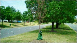Tree with water bag on median now dead