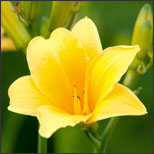 4 Tips for Growing Lilies