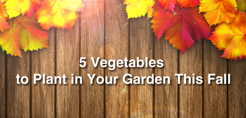 5 Vegetables to Plant in Your Garden This Fall