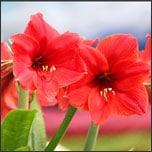 Amaryllis