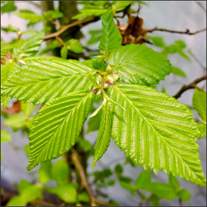 American hornbeam - Deep Root Aeration Tubes | Rootwell American hornbeam