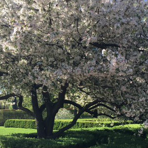 Crab apple tree for climbing