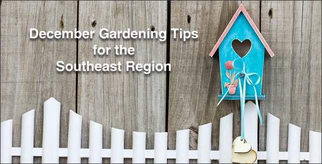 December Gardening Tips for the Southeast Region