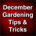 December Gardening Tips & Tricks