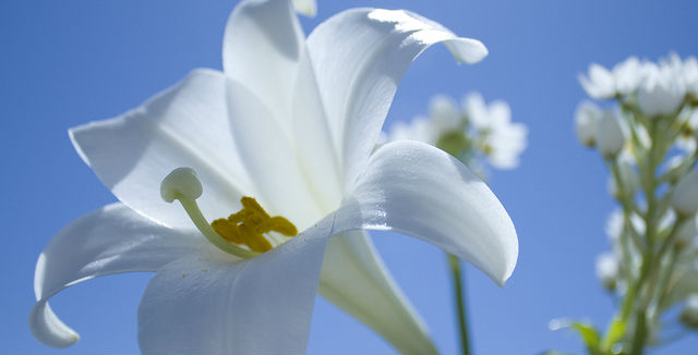 Tips For Buying And Growing Easter Lilies,Thai Sweet Chili Sauce Food Lion
