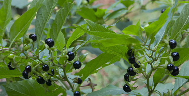 Fatal Plants - Deep Root Aeration Tubes | Rootwell fatal plants - deadly nighshade