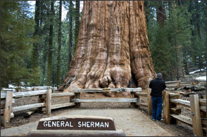 Giant Sequoia General Sherman