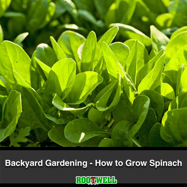 Backyard Gardening How to Grow Spinach