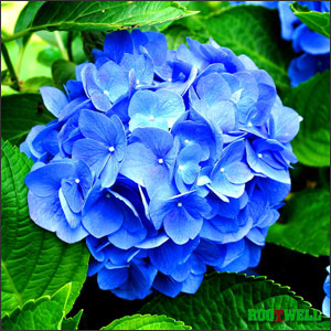 How to Plant Hydrangeas