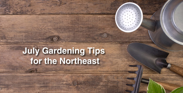 July Gardening Tips for the Northeast