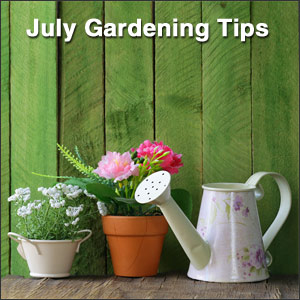 July Gardening Tips for the Pacific Northwest