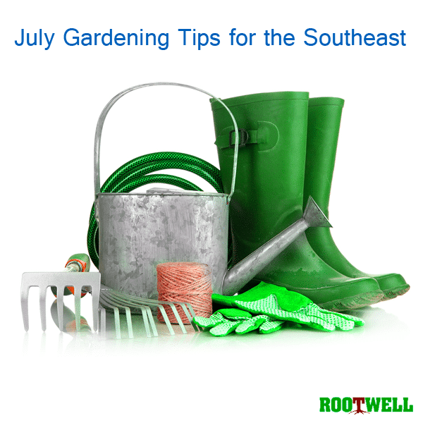 July Gardening Tips For the Southeast