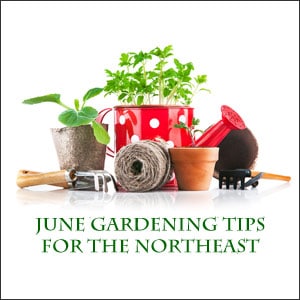 June gardening tips for the Northeast