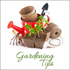 May gardening tips northeast