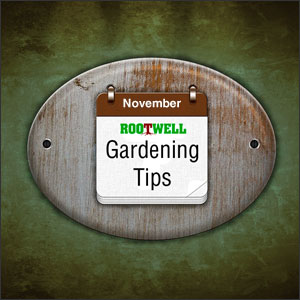 November Gardening  Tips