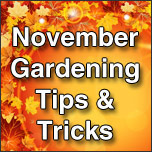 November Gardening Tips & Tricks