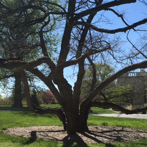 Oak tree for climbing