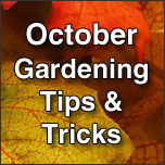 October Gardening Tips & Tricks