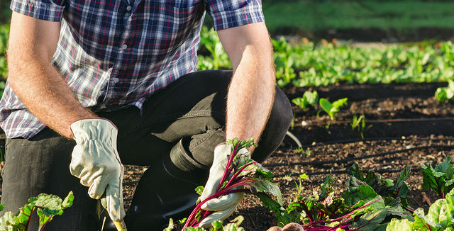 Organic Garden