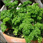 How to grow parsley indoors