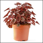 Peperomia Peperomia