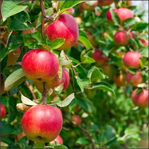 How to Pollinate Apple Trees