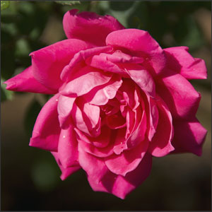 Red Knock Out Rose