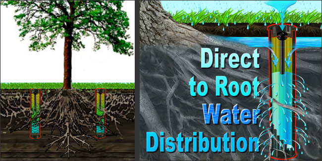 Why More People Are Installing Deep Root Watering Systems