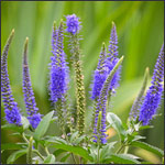 Veronica perennial