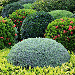 WhyShrubsDie - Deep Root Aeration Tubes | Rootwell Why Your Shrubs Are Dying