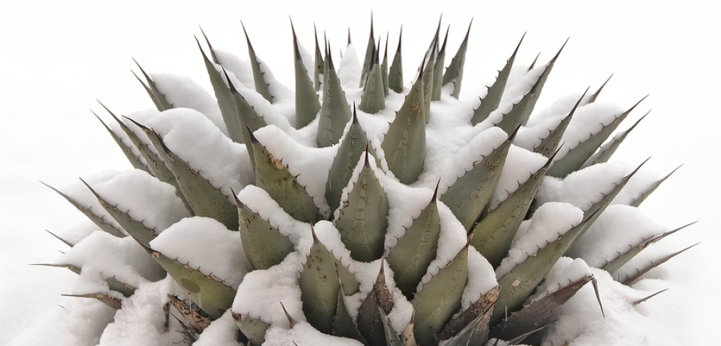 Cold tolerant desert plants: agave in the snow