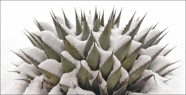 Cold Tolerant Desert Plants: agave in the snow