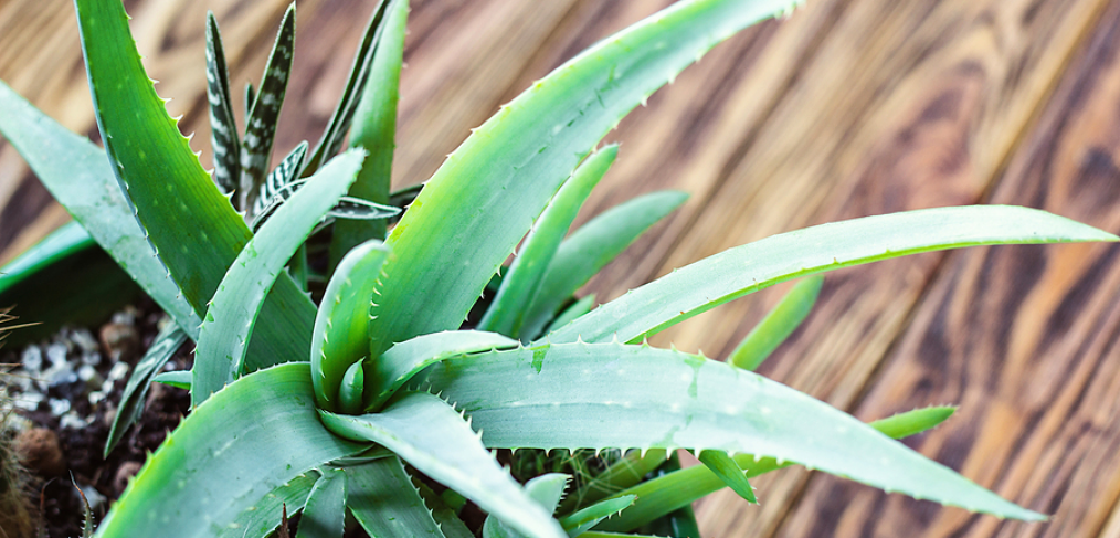 Aloe vera plant - easy care plant