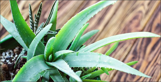 Aloe vera easy care plants