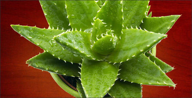 What You Need To Know About Growing Aloe Vera