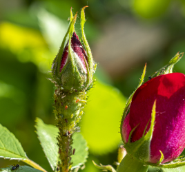 Aphids on rosebud