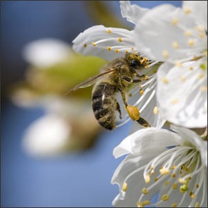 Pollination of an apple blosson by a bee