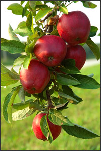 apples on tree