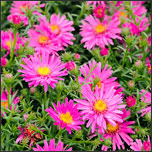 aster novi belgii - Deep Root Aeration Tubes | Rootwell Aster novi-belgii