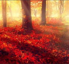 Trees in autumn depicting tree roots