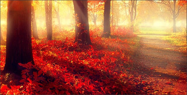 Trees in autumn depicting tree roots