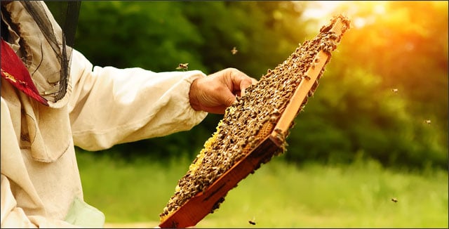 How These Beekeepers Stay True to Themselves, Even in Their Suits