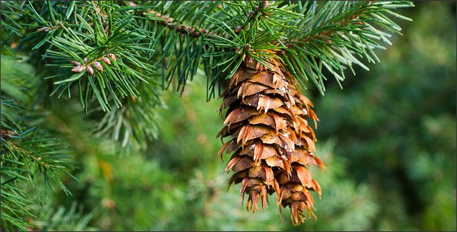 Best Trees To Plant For A Pacific Northwest Region s Backyard
