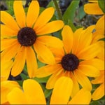 Black eyed susans