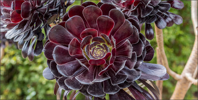 Black flowers - Aeonium Arboreum (Zwartkop)