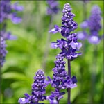 Blue salvia