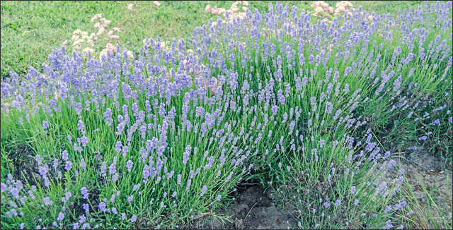 Bluebeard shrubs