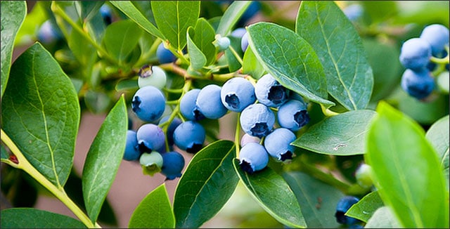 Blueberries