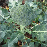 Broccoli