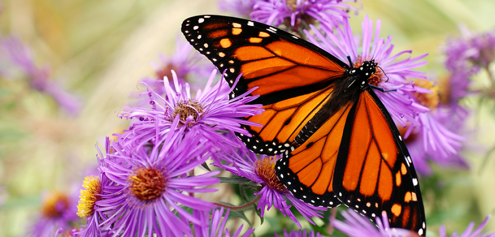 Monarch butterfly in garden